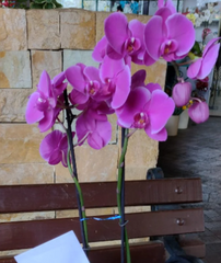 Arreglos Florales con Orquídeas
