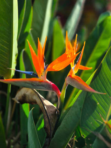 Aves del Paraíso docena