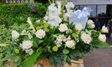 Palmatoria con preciosas flores blancas y follajes verdes