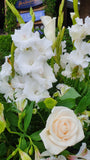Flores naturales blancas y follajes verdes