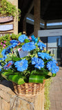 Canasta con Gerberas Azules