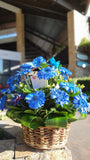 Canasta con Gerberas Azules