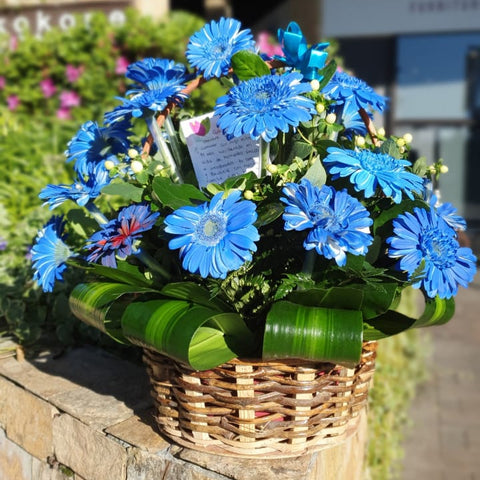 Canasta con Gerberas Azules