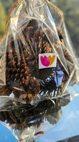 Bellotas o Pine Cones decorativos