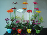 Conjunto Primavera