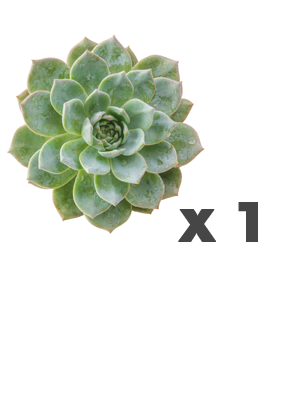 Flor Adicional de su Elección